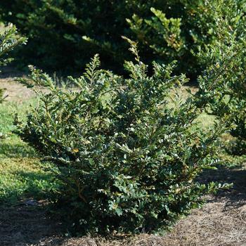 Distylium buxifolium 'Buckhead Bold™'