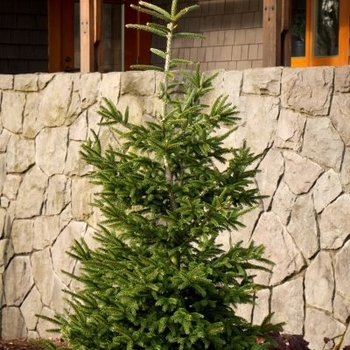 Picea orientalis 'Gowdy'