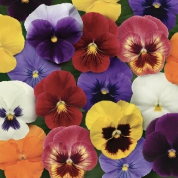 Viola x wittrockiana 'Mix' PP21966