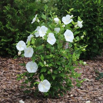 Hibiscus syriacus Paraplu® Pure White