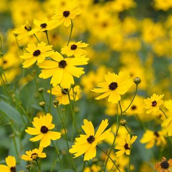 Coreopsis palustris 'Summer Sunshine'