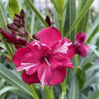 Nerium oleander OLE!™ Bicolor Red