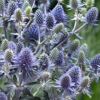 Eryngium planum 'Blue Hobbit'