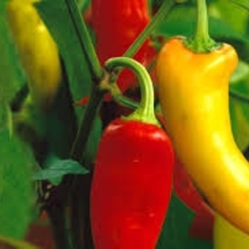Capsicum annuum 'Hungarian Hot Wax'