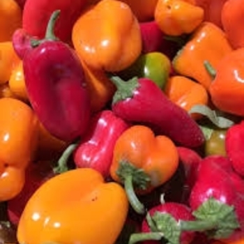 Capsicum annuum 'Lunchbox Mix'