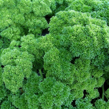 Petroselinum crispum 'Triple Curled'