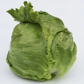 Lactuca sativa 'Great Lakes' 