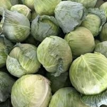 Brassica oleracea 'Bravo' 