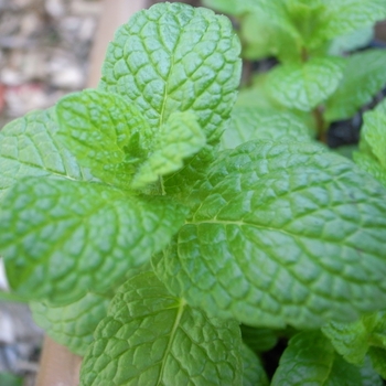 Mentha spicata 'Kentucky Colonel'