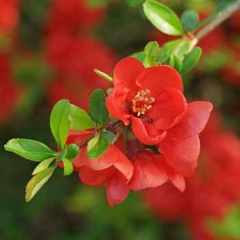 Chaenomeles japonica