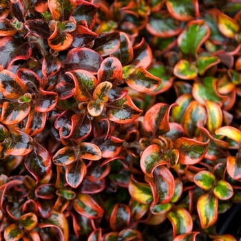 Coprosma repens 'Tequila Sunrise' PP18392