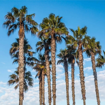Washingtonia robusta