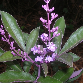 Vitex trifolia 'Purpurea' 