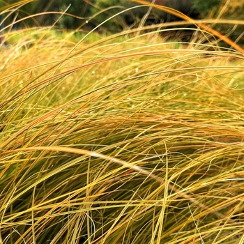 Carex testacea 'Indian Summer' 