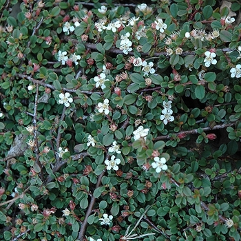 Cotoneaster dammeri 'Streibs Findling' 