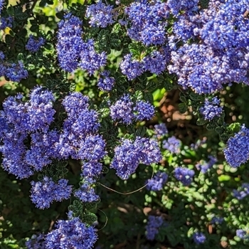 Ceanothus 'Julia Phelps'