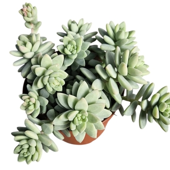 Sedum 'Blue Brazil (Blue Burrito)' 
