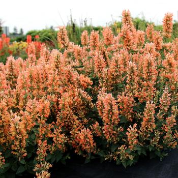 Agastache 'Peach Pearl'