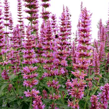 Agastache 'Prince's Plume' (311534)