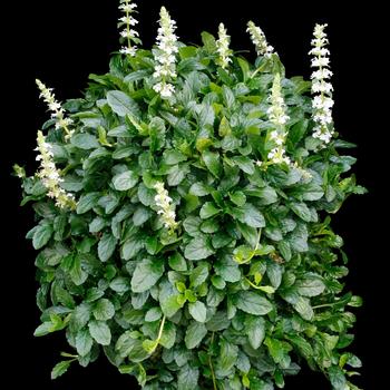 Ajuga reptans Nova® '' (311537)