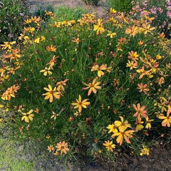 Coreopsis Sunny Days™ 'Rays' (311543)