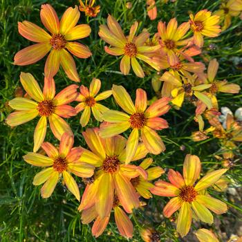 Coreopsis 'Rays' 