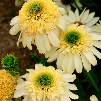 Echinacea 'Fried Egg' 