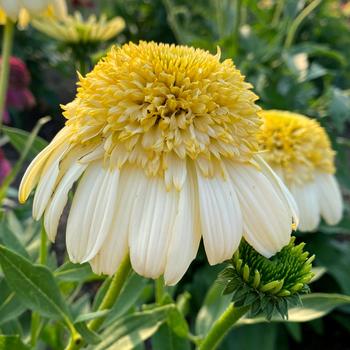 Echinacea 'Fried Egg' (311547)