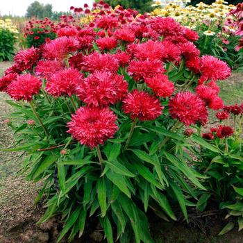 Echinacea 'Fringe Festival' (311549)