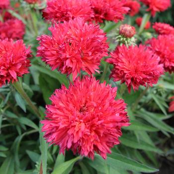 Echinacea 'Fringe Festival' PPAF