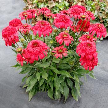 Echinacea purpurea Delightful™ 'Garnet' (311551)
