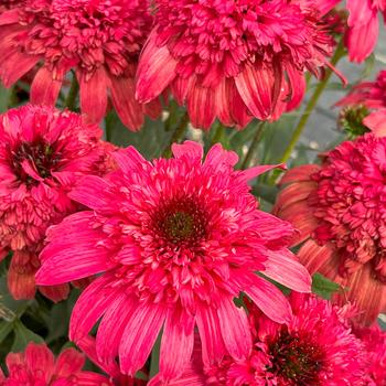 Echinacea purpurea 'Garnet' PPAF