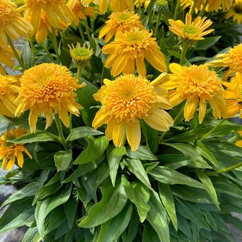 Echinacea purpurea Delightful™ 'Sunshine' (311555)