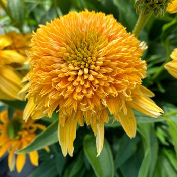 Echinacea purpurea 'Sunshine' PPAF
