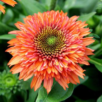 Echinacea purpurea Delightful™ 'Tropics' (311557)