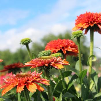 Echinacea purpurea Delightful™ 'Tropics' (311559)
