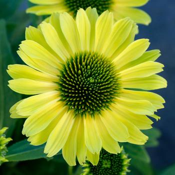 Echinacea Kismet® 'Kiwi' (311561)