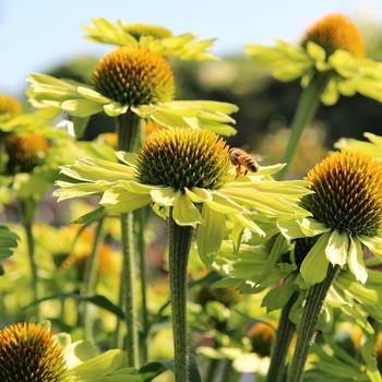 Echinacea 'Kiwi'