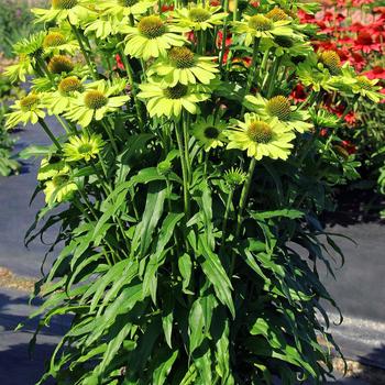Echinacea Kismet® 'Kiwi' (311564)