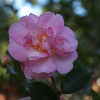 Camellia sasanqua