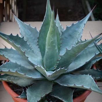 Agave montana