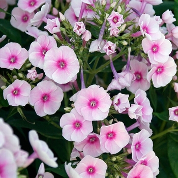 Phlox paniculata 'Pro Baby Doll' USPP29574P2