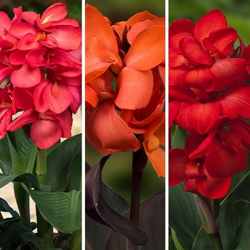 Canna x generalis 'Happy Carmen®' USPP29556P2