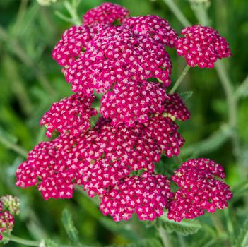 Achillea 'Summerwine' 