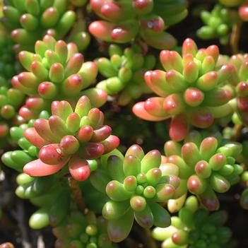 Sedum rubrotictum 'Pork and Beans' 