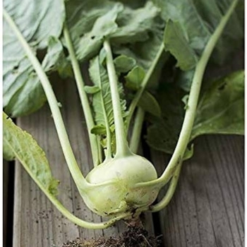 Brassica oleracea var. gongylodes 'Winner'