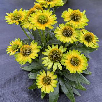 Echinacea purpurea Princess™ 'Citrus' (311645)