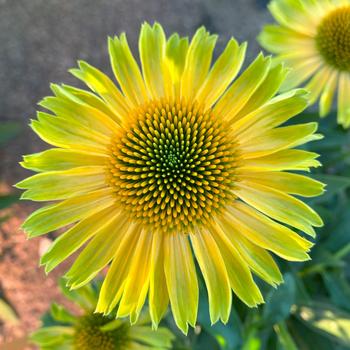 Echinacea purpurea Princess™ 'Citrus' (311646)