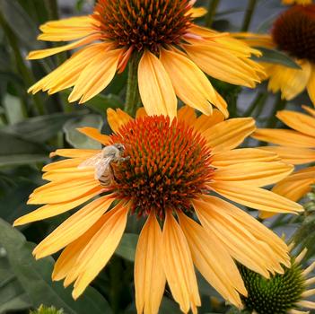 Echinacea purpurea 'Honey'