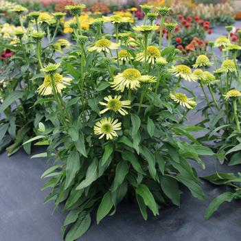 Echinacea purpurea 'Lime' 